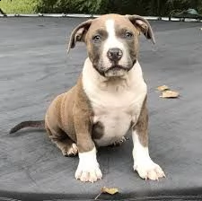  regalo adorabili cuccioli di americano pitbull femminucce e maschietti disponibili per l'adozione g
