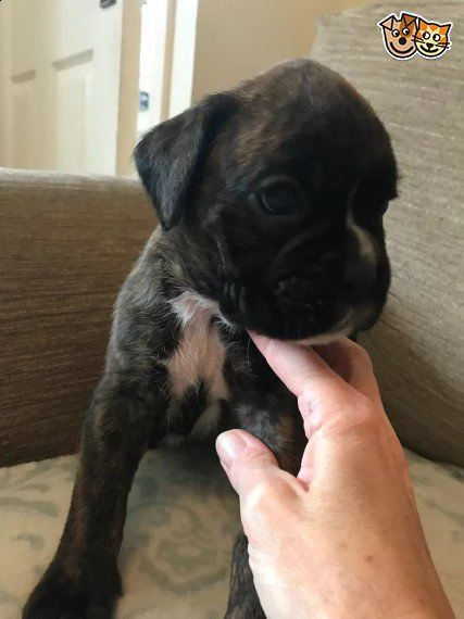  regalo disponibili boxer cuccioli  disponibili boxer cuccioli e cuccioloni, taglia grande e robusta | Foto 0
