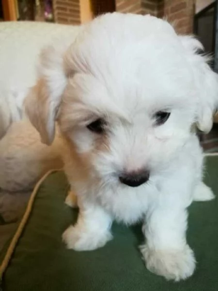maltesi cuccioli 1 femminuccia e 1 maschietto 
