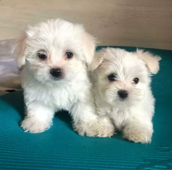 disponibili 2 splendidi maltesini, 