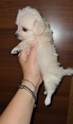 cuccioli di barboncino maltese toy