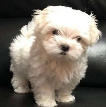 cuccioli di maltese toy