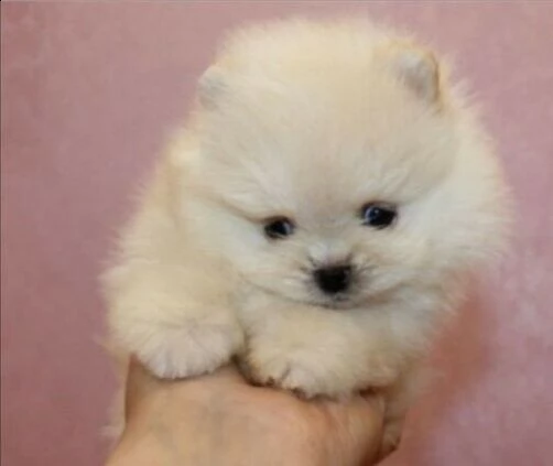 disponibili dei spettacolari cucciolotti di spitz di pomerania,