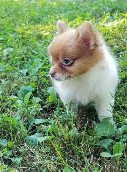 disponibili cuccioli pomerania con pedigree enci