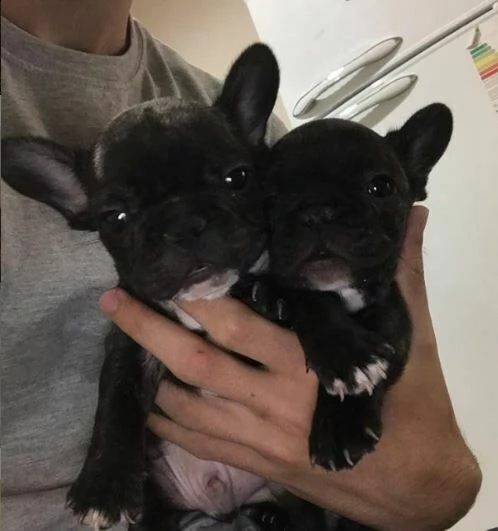 vendiamo dei festanti cucciolotti di bulldog francese,