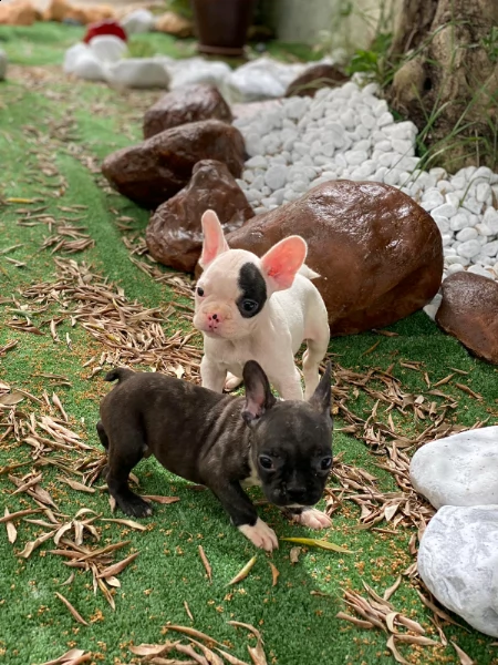 bellissima cucciolata di bulldog francese