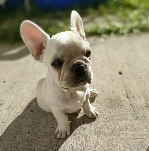 cucciolosi cucciolotti di bulldog francese, di due mesi e mezzo, 