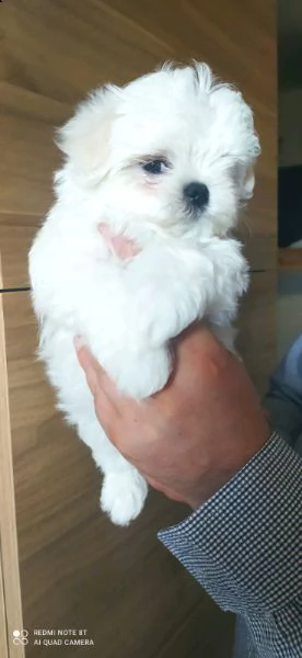 favolosi cuccioli maltesi, maschietto e femminucce,