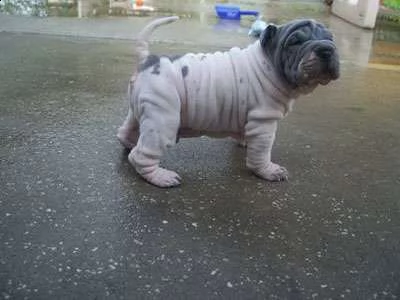 eccezionale cucciolo di shar pei