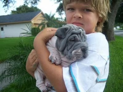 eccezionale cucciolo di shar pei | Foto 0