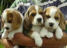 cucciolo regalo cuccioli di beagle