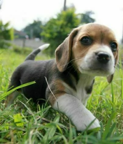 cucciolo regalo cuccioli di beagle | Foto 0