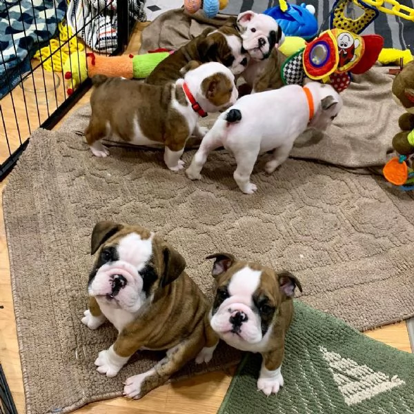 cuccioli di bulldog inglese