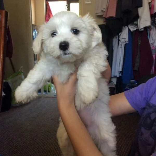 cuccioli di maltese toy | Foto 2