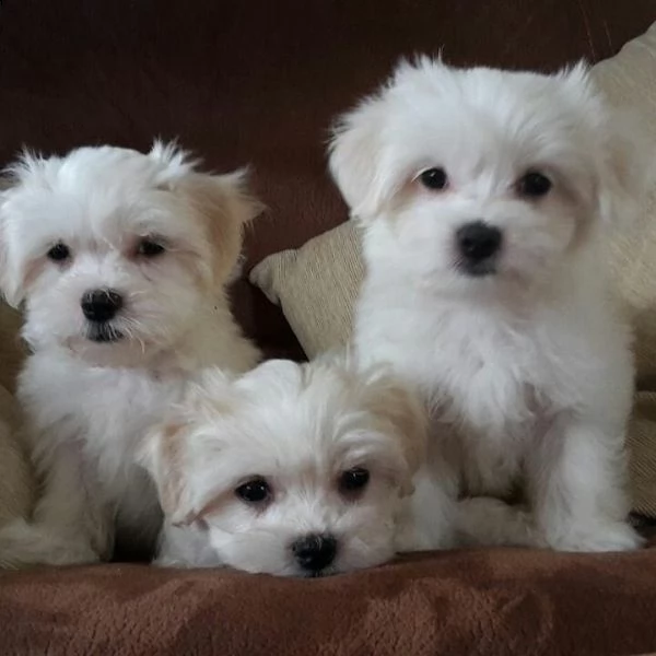 cuccioli di maltese toy | Foto 0