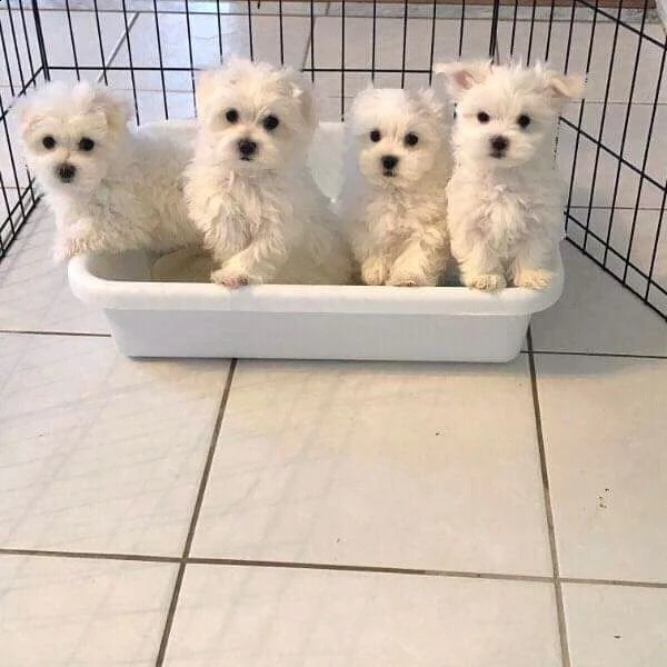 cuccioli di maltese toy