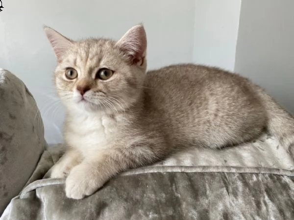 gattini britannici a pelo corto disponibile