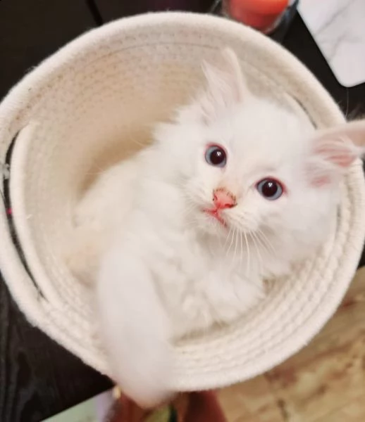 adorabili gattini ragdoll