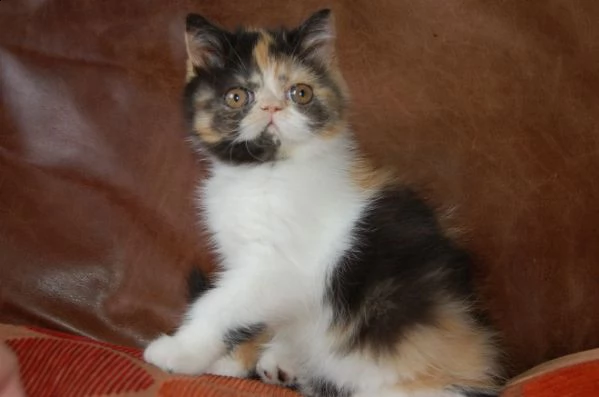 gattini affettuoso exotic