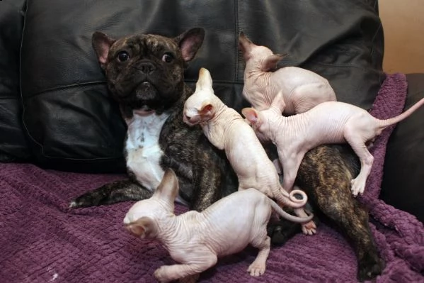 gattini sphinx carino bella loof