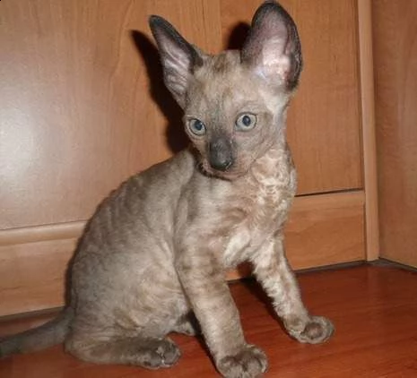 bellissimo gattino cornish rex