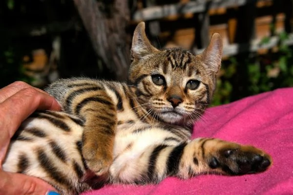 gattini keetso in adozione