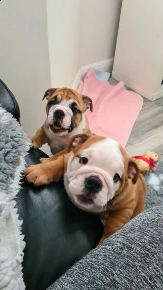 bulldog inglese.