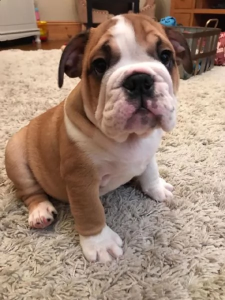 bulldog inglese. | Foto 0