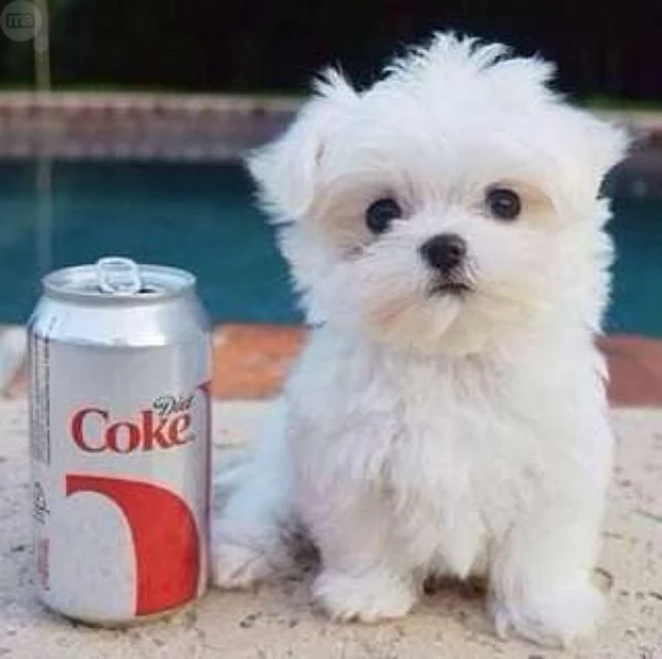   !!!!!!!!!regalo bellissimi cuccioli di maltese mini t.o.y!!!!!!!!!!!   maltese toy privato dispone