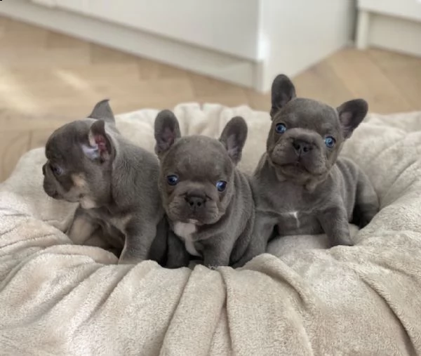 cuccioli di bulldog francese blu