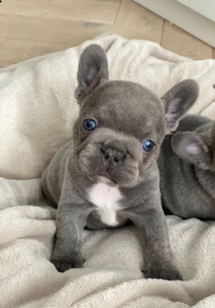 cuccioli di bulldog francese blu | Foto 0