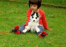 vendita cucciolo husky con pedigree