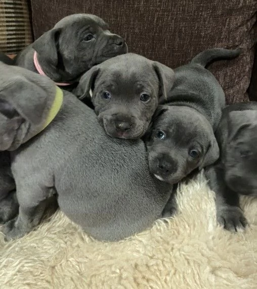 cucciolini blue di amstaff  | Foto 1