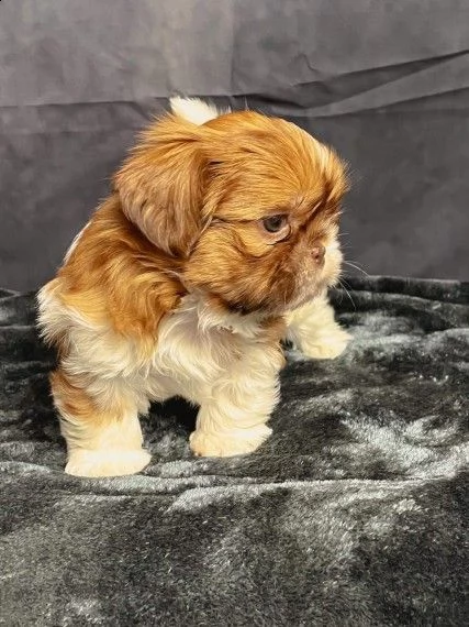 cuccioli di imperial shihtzu | Foto 2