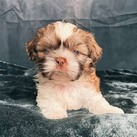 cuccioli di imperial shihtzu | Foto 1