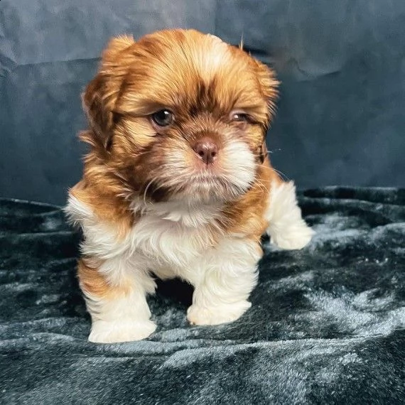 cuccioli di imperial shihtzu