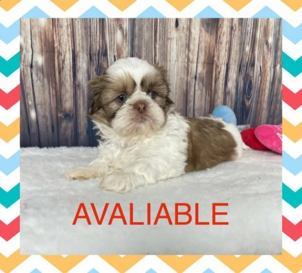 cuccioli di imperial shihtzu | Foto 0