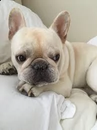 regalo francessbulldog
