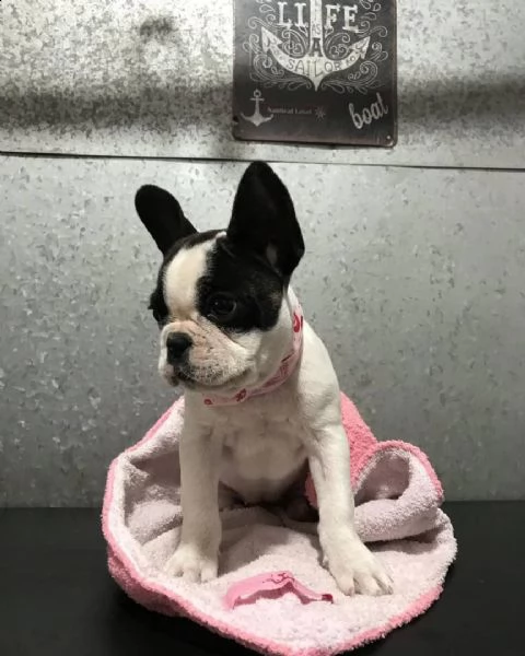 francese bulldog