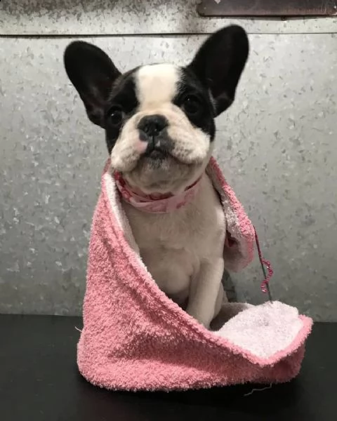 francese bulldog | Foto 0