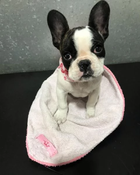 regalo bouledogue francese | Foto 0