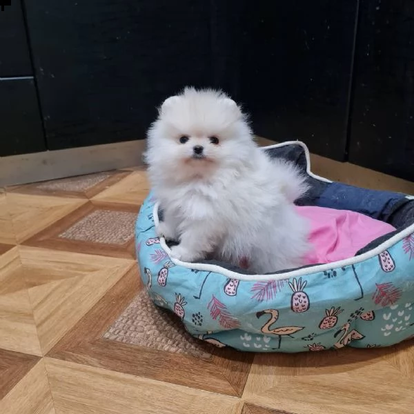 regalo pomeranian | Foto 0