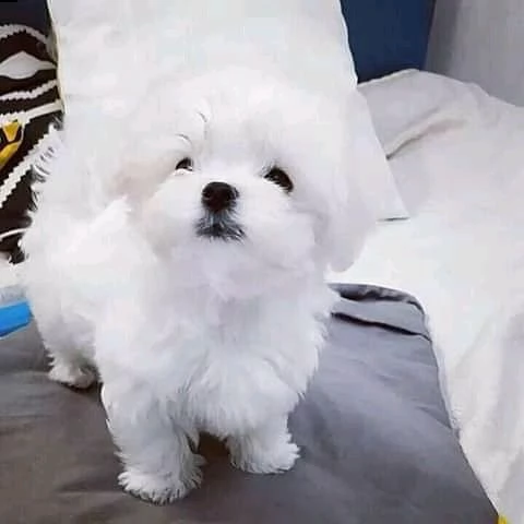 2 cuccioli maltese  | Foto 0