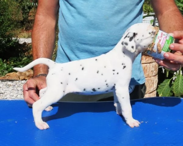 cuccioli di dalmata maschio e femmina