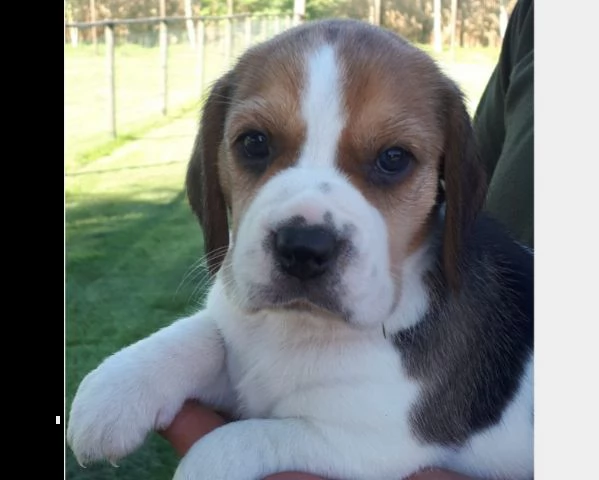 beagle cuccioli splendidi con pedigree | Foto 0