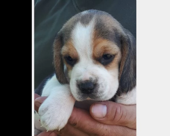 beagle cuccioli splendidi con pedigree
