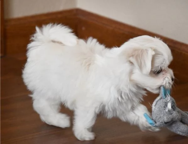 cuccioli di maltese | Foto 0