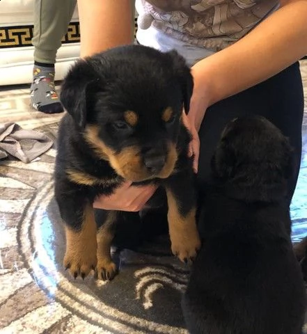 cuccioli di rottweiler