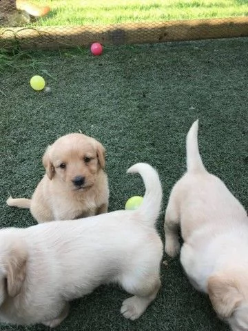 cuccioli di labrador