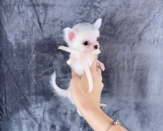 cuccioli di chihuahua 